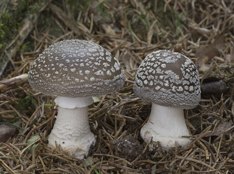 Amanita spissa